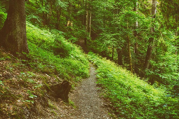 Forêt de pins scandinaves du nord, Suède voyage naturel à l'extérieur fond vintage hipster