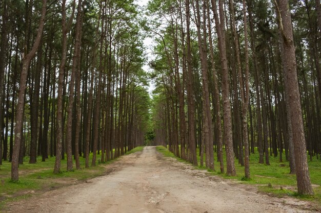 Forêt de pins et soleil du matin dans le nord de la Thaïlande