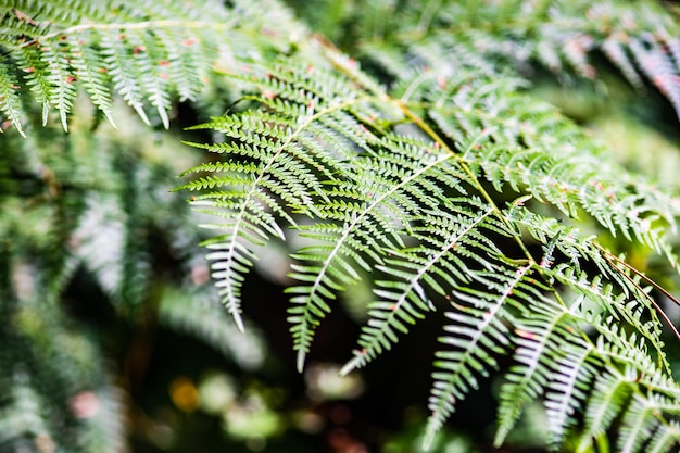 Forêt de pins de Surami avec des fougères