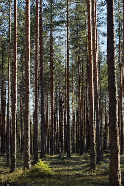 Forêt de pins avec des troncs droits un jour d'été.