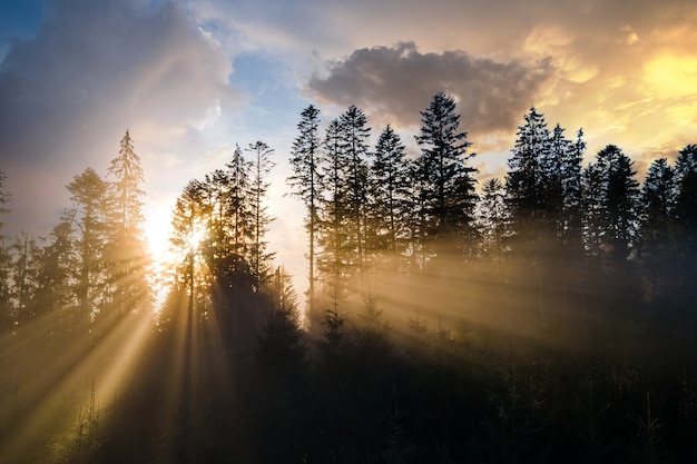 forêt de pins vert brumeux avec des auvents d'épinettes et des rayons du lever du soleil