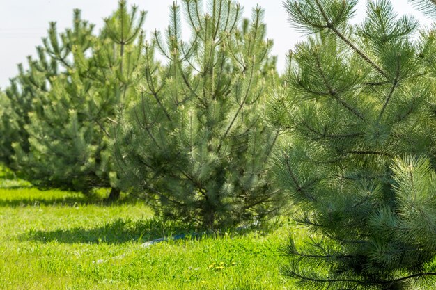 Forêt de pins verts en arrière-plan