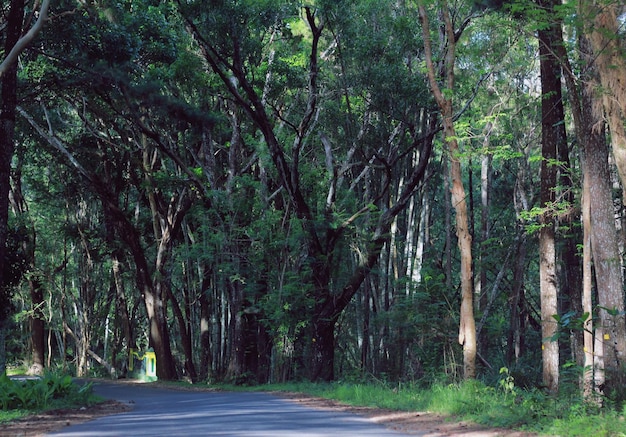 Forêt de pins verts foncés et frais naturels dans un pays tropical