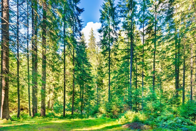 Forêt de pins verts