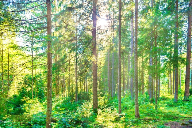 Forêt de pins verts