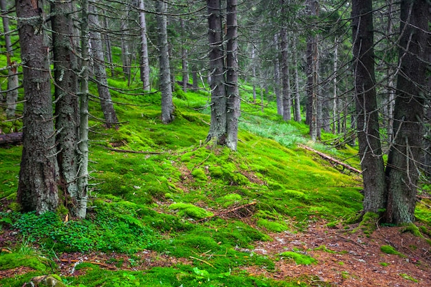 Forêt de pins verts