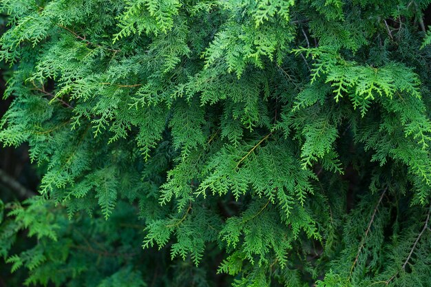 Forêt de pins verts