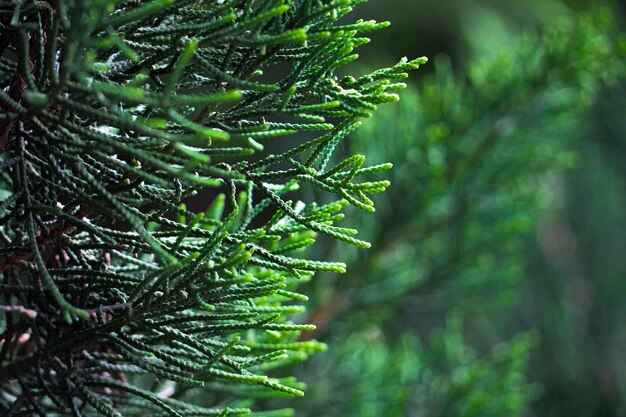 Photo forêt de pins