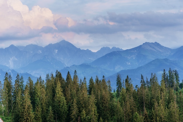 Forêt de pins