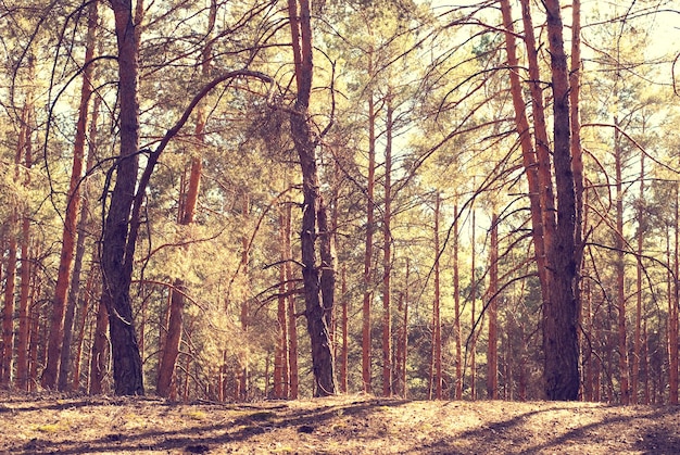 forêt de pins