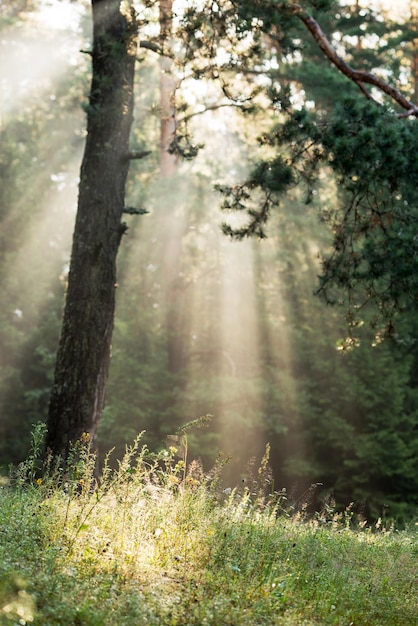 forêt de pins