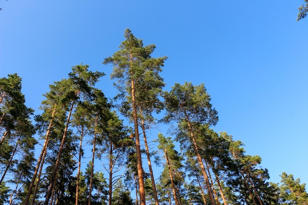 Forêt de pins