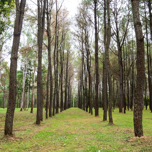 forêt de pins