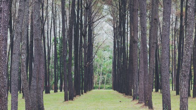 forêt de pins