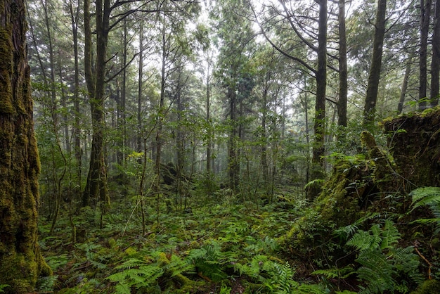 Une forêt pittoresque d'arbres à feuilles caduques verts frais