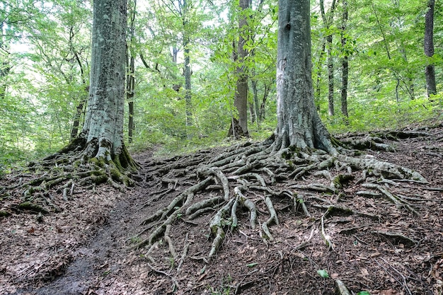 Une forêt pittoresque sur le chemin du plateau des aigles Mezmai