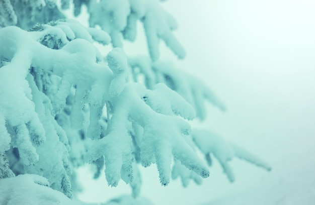 Forêt pittoresque couverte de neige en hiver. Bon pour le fond de Noël.