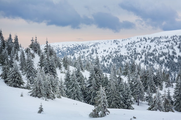 Forêt pittoresque couverte de neige en hiver. Bon pour le fond de Noël.