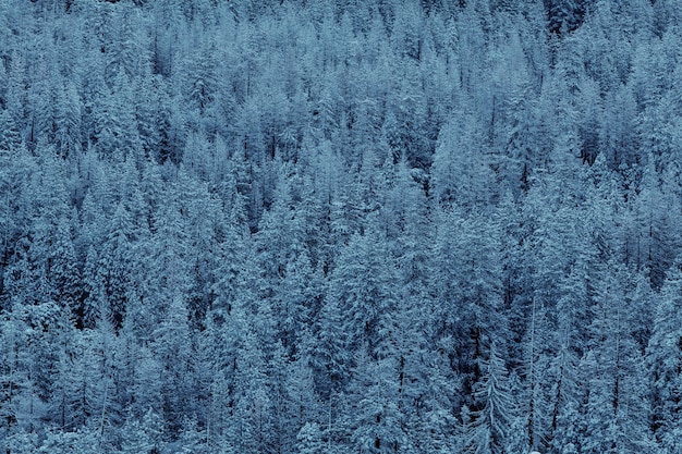 Forêt pittoresque couverte de neige en hiver.