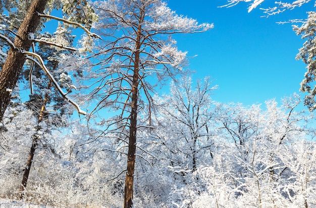 Forêt pittoresque couverte de neige en hiver.