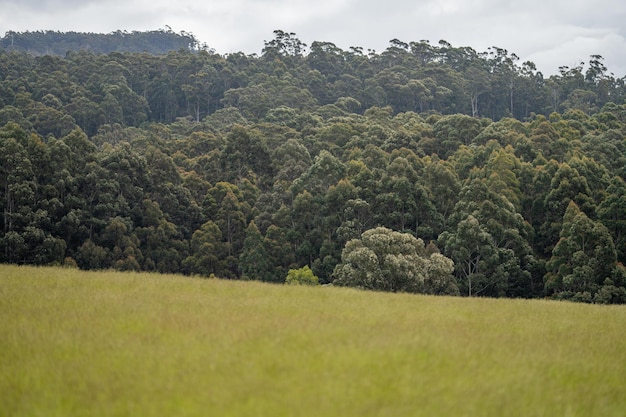 Forêt et plantation de brousse australienne au printemps