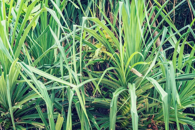 Forêt pluviale tempérée avec fougère