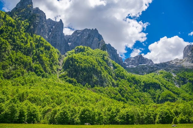 Photo forêt et prairies pittoresques parmi les hautes montagnes enneigées