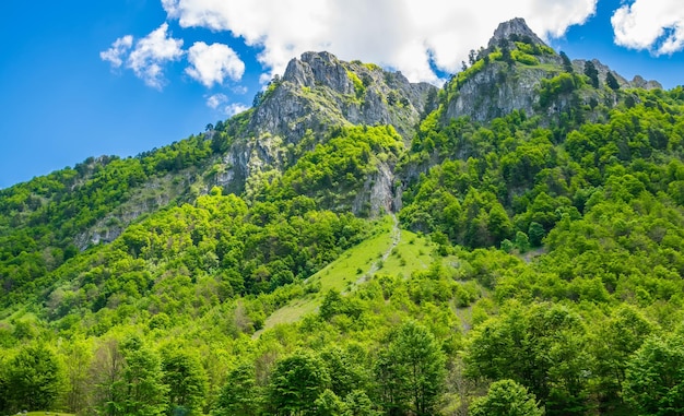 Forêt et prairies pittoresques parmi les hautes montagnes enneigées