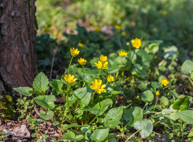 Forêt printanière couverte de jonquilles