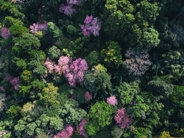 Forêt de printemps, arbres à fleurs roses et forêt verte D'en haut dans la forêt