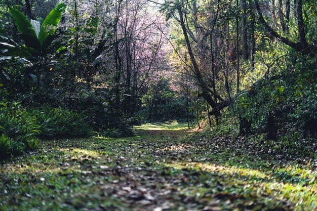 Forêt de printemps, arbres à fleurs roses et forêt verte