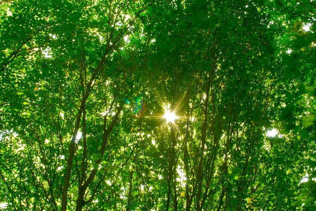 Une forêt de printemps arbres nature bois vert arrière-plans de la lumière du soleil