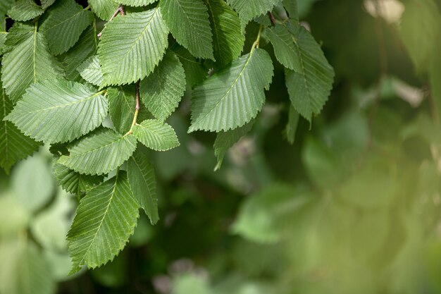 Forêt De Printemps - Feuilles Fraîches Et Rayons Du Soleil