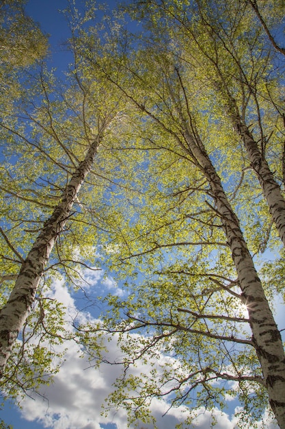 Forêt de printemps sur fond de ciel bleu