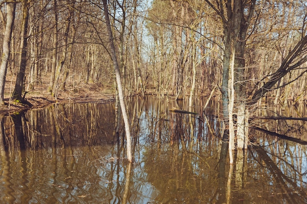 Forêt de printemps inondée