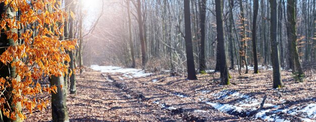 Forêt de printemps par une journée ensoleillée pendant la fonte des neiges