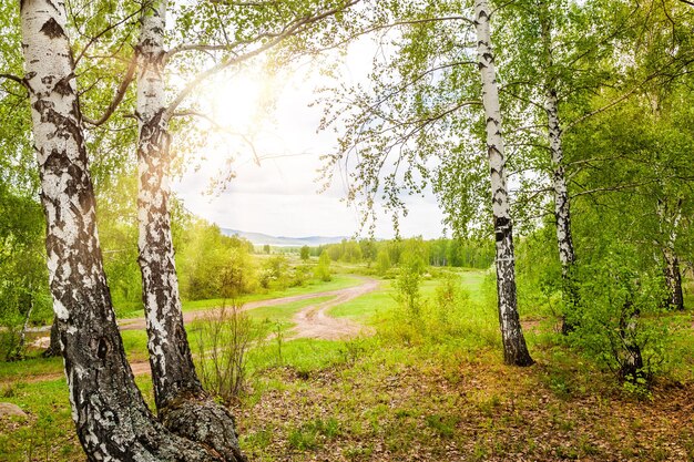 Forêt de printemps vert. Beau paysage