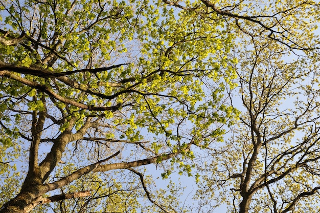 Forêt de printemps