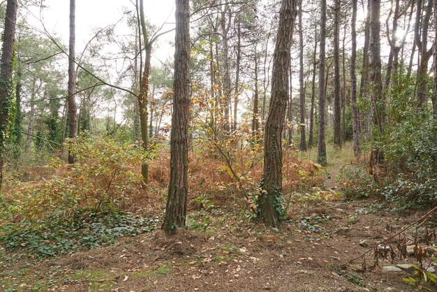 Forêt profonde avec arbres et plantes en automne.