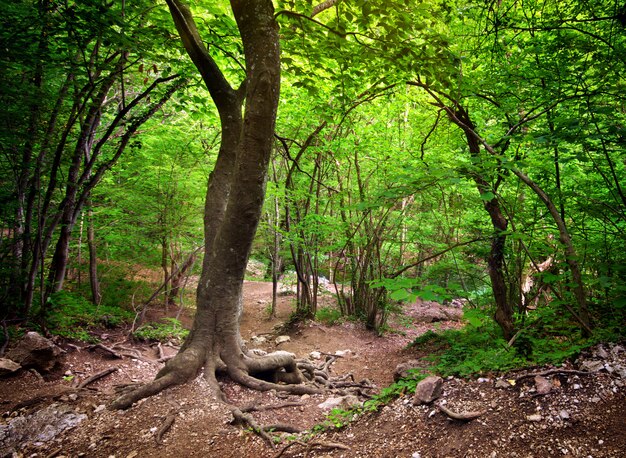 En forêt profonde