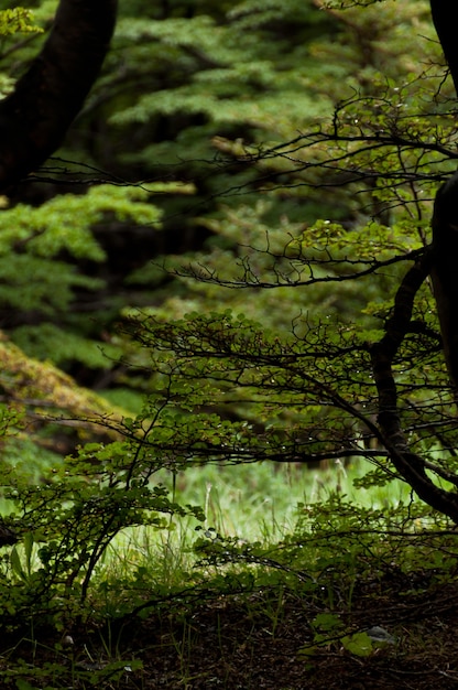 forêt profonde