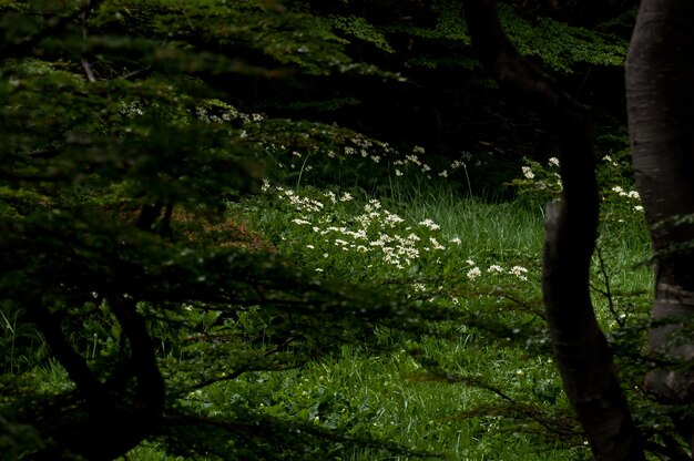 forêt profonde