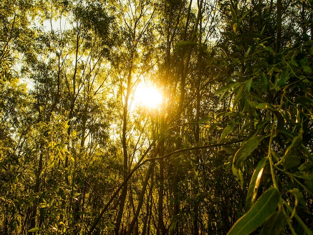 forêt profonde