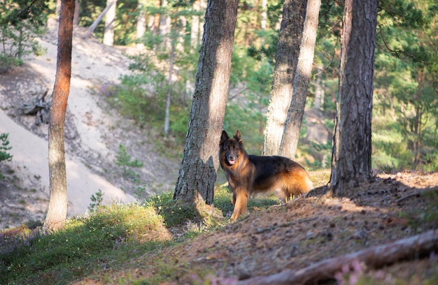 Forêt de promenade de chien de berger allemand