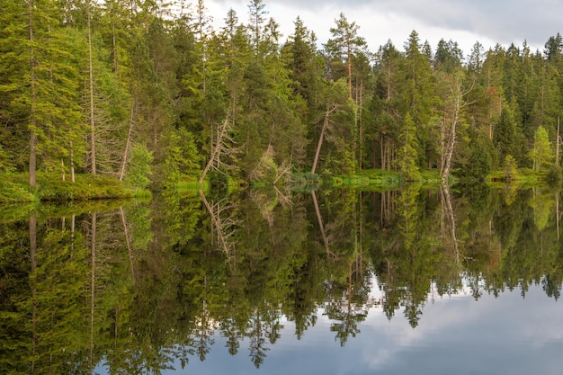 Une forêt qui se dresse au bord de l'eau et se reflète dans l'eau