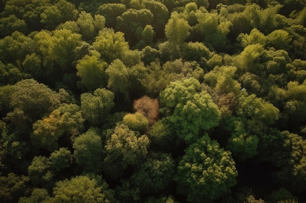 Une forêt remplie de beaucoup d'arbres verts AI générative