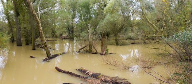 Forêt riveraine inondée avec des troncs d'arbres flottant sur les hautes eaux