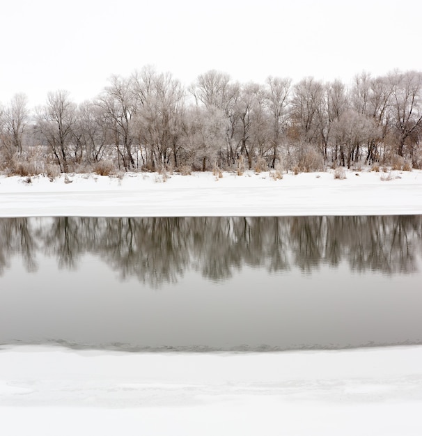 Forêt sur les rives de la rivière Don avec de la glace