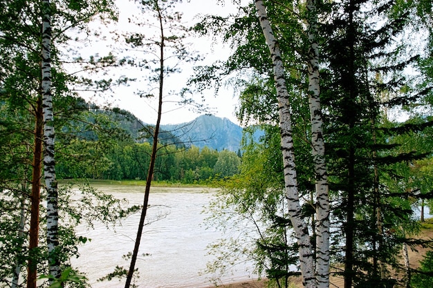 Forêt de la rivière Katun et des montagnes de l'Altaï en Sibérie en Russie