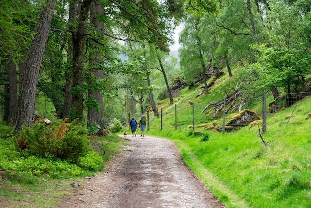 La forêt de Rothiemurchus est dans le parc national de Cairngorms en Écosse